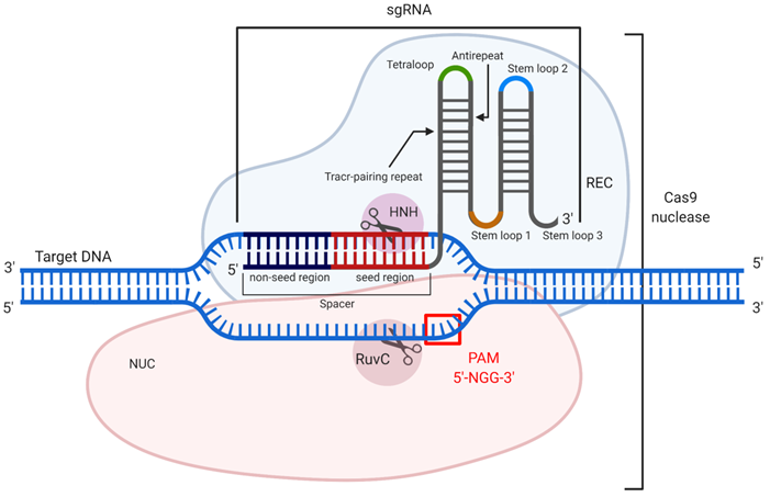 Theranostics Image