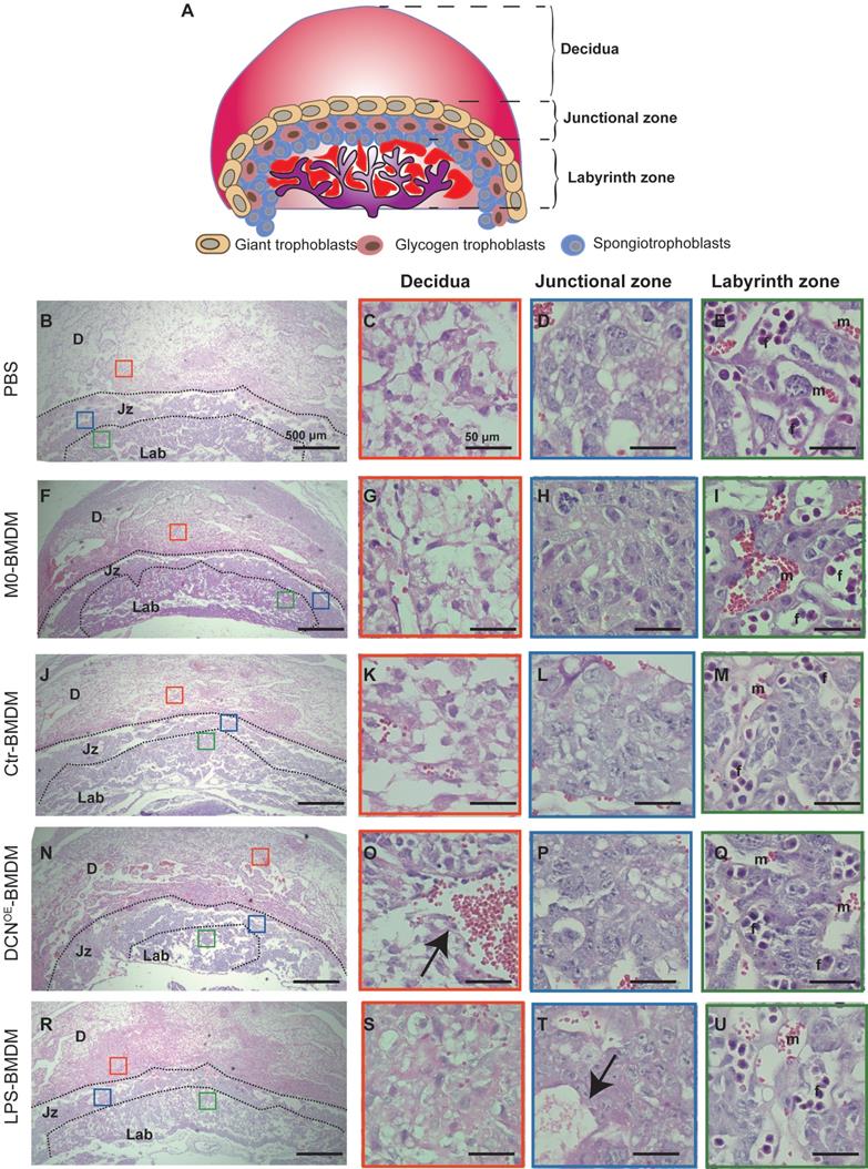 Theranostics Image