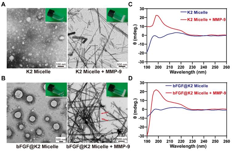 Theranostics Image