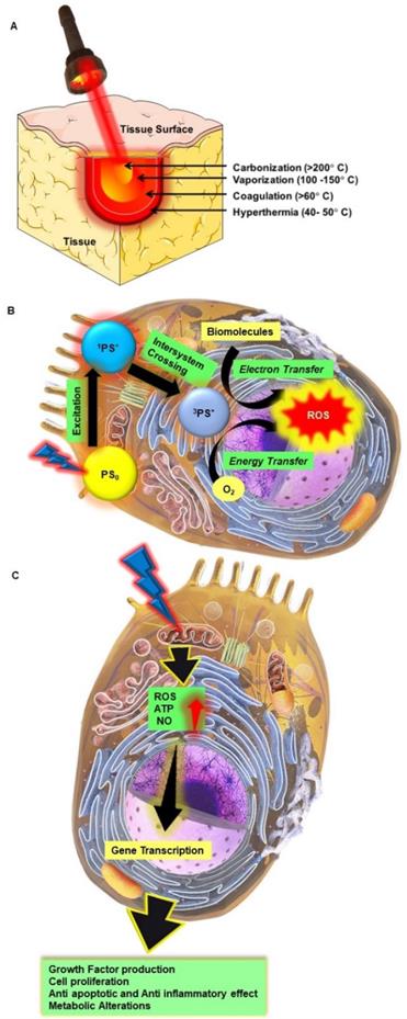 Theranostics Image