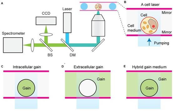 Theranostics Image