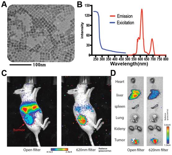 Theranostics Image