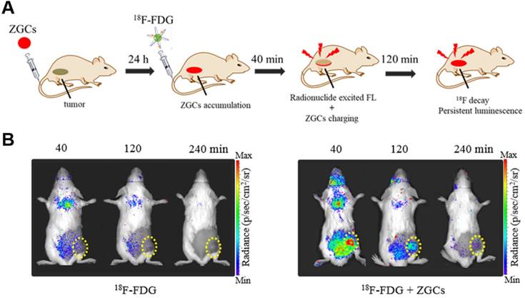 Theranostics Image