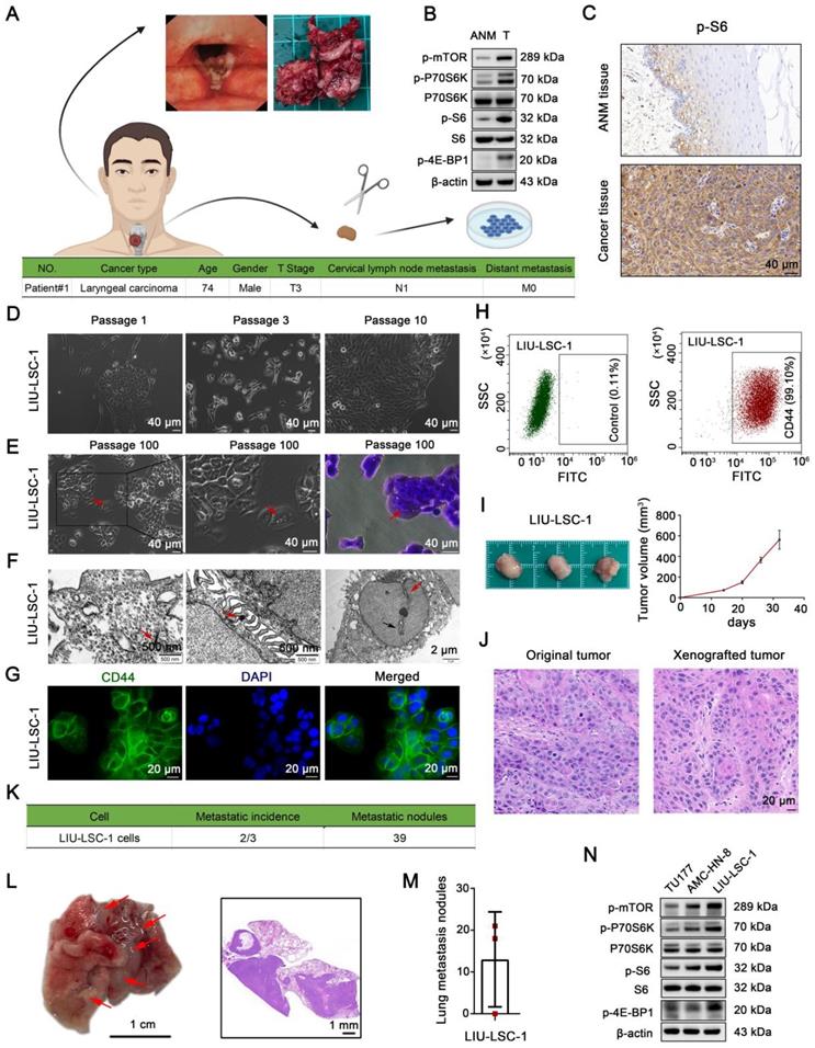 Theranostics Image