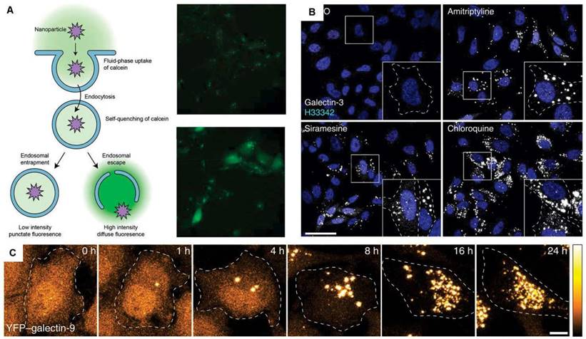 Theranostics Image