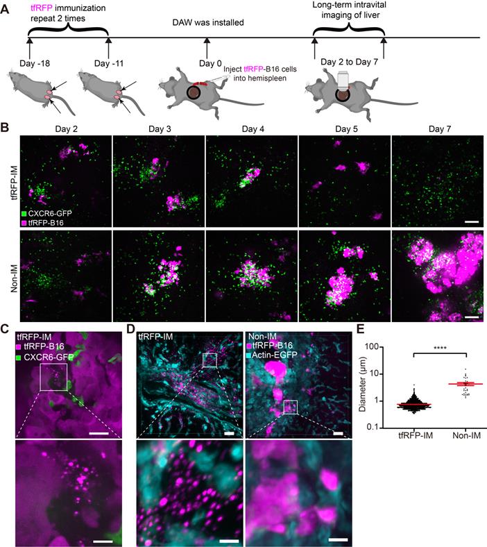 Theranostics Image