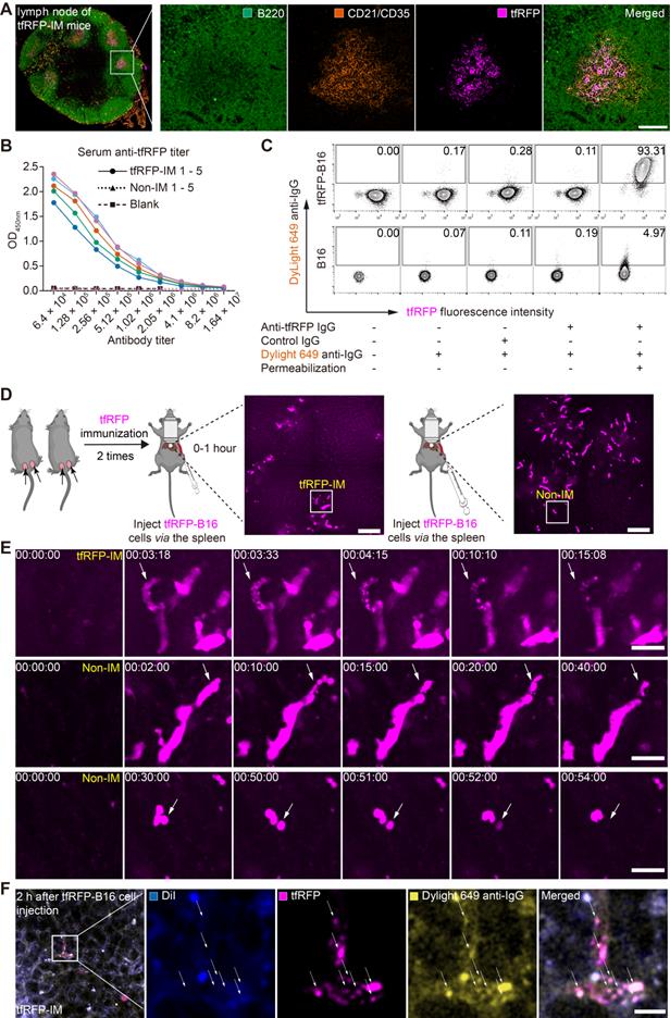 Theranostics Image