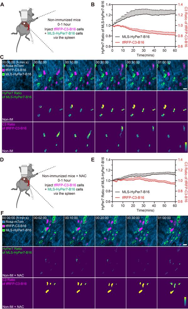 Theranostics Image