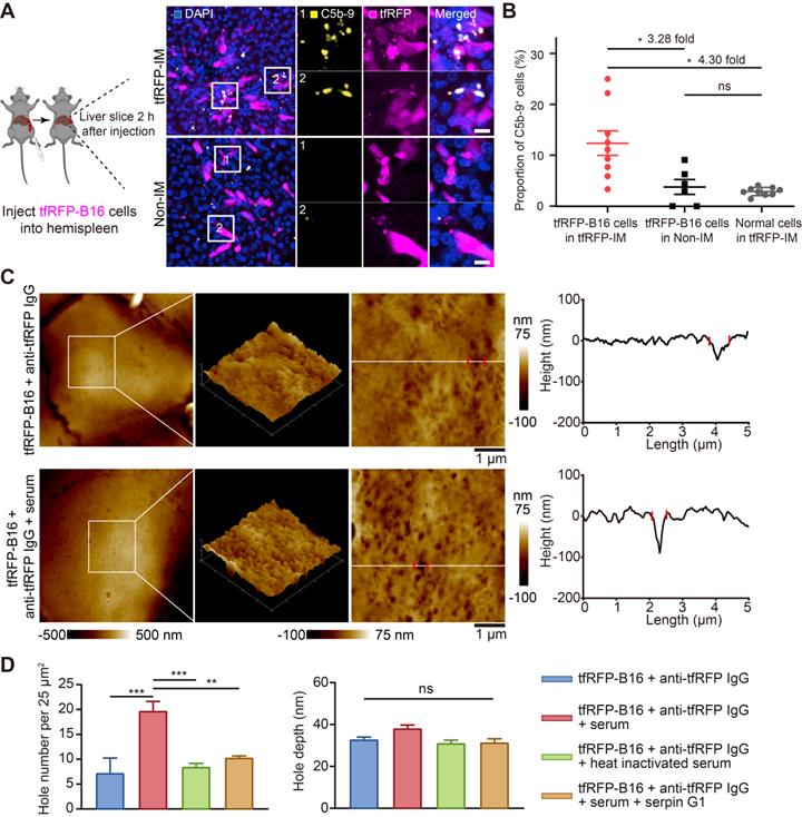 Theranostics Image