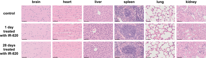 Theranostics Image