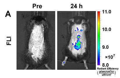 Theranostics Image