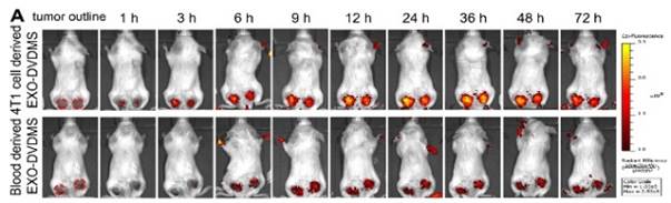 Theranostics Image