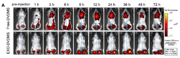 Theranostics Image