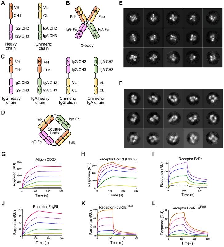 Theranostics Image