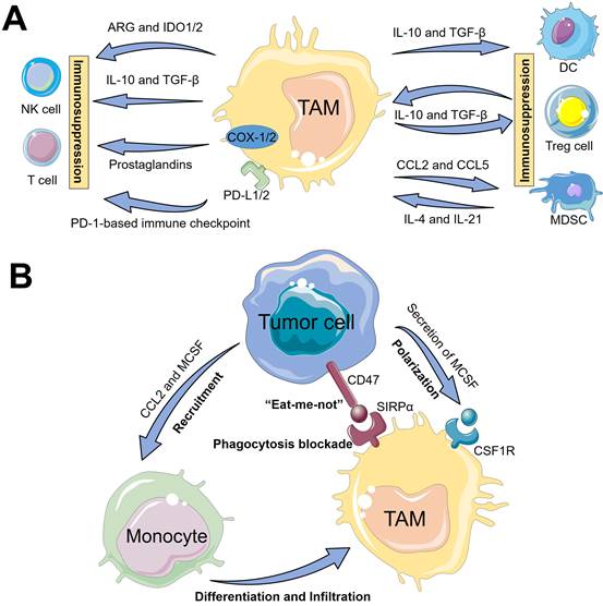 Theranostics Image