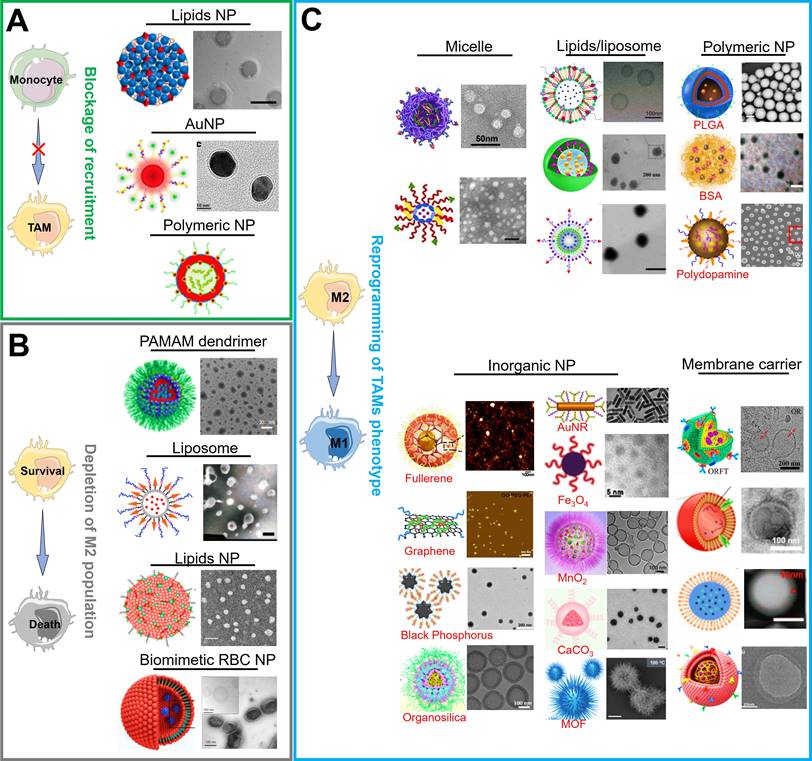 Theranostics Image