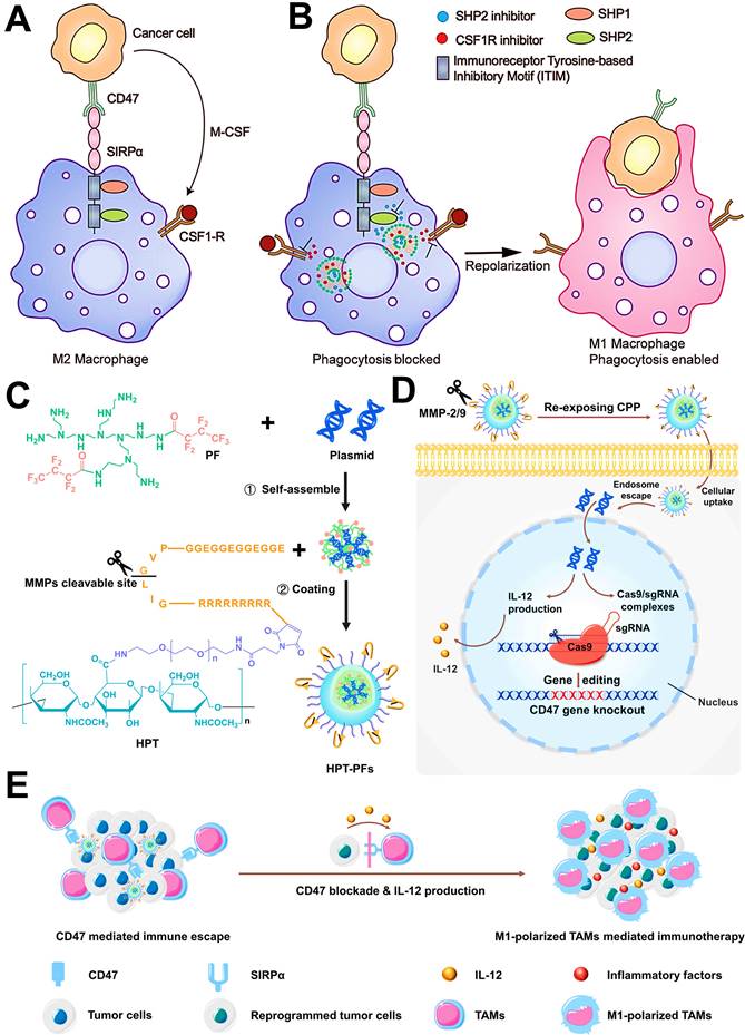 Theranostics Image