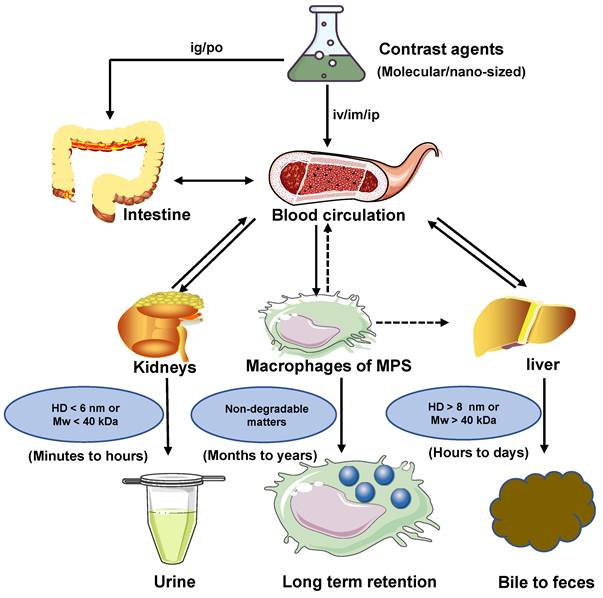 Theranostics Image