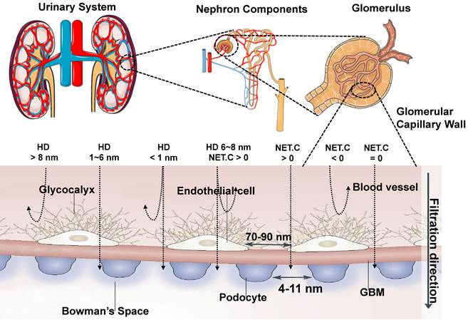 Theranostics Image