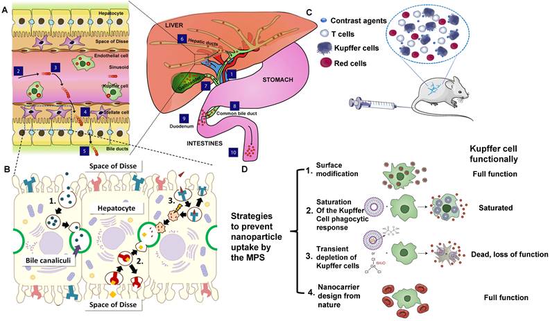 Theranostics Image