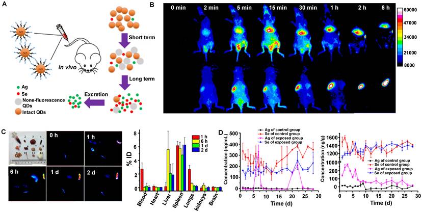 Theranostics Image