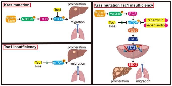 Theranostics Image