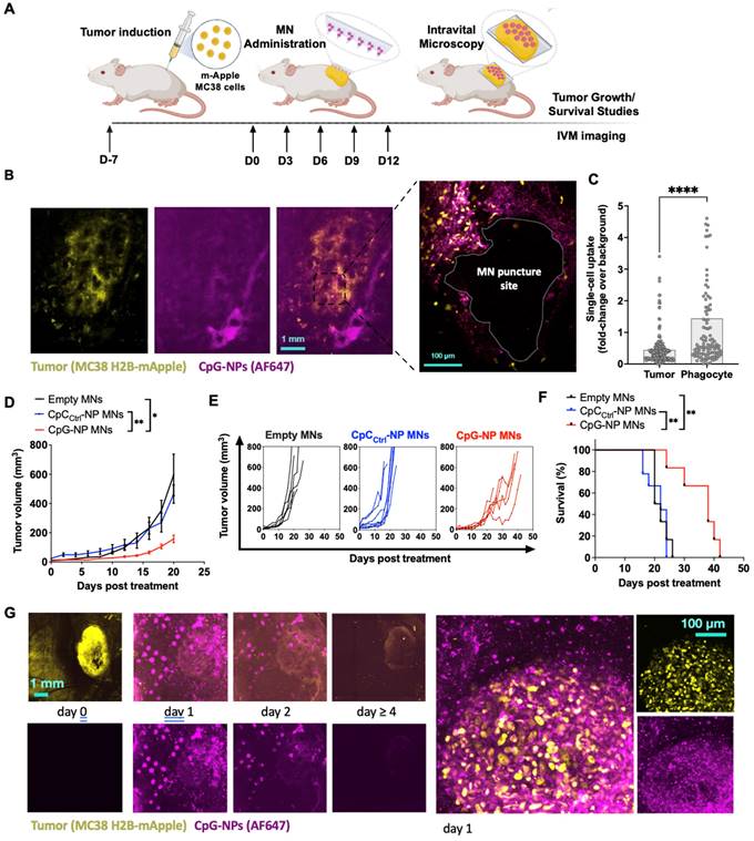 Theranostics Image