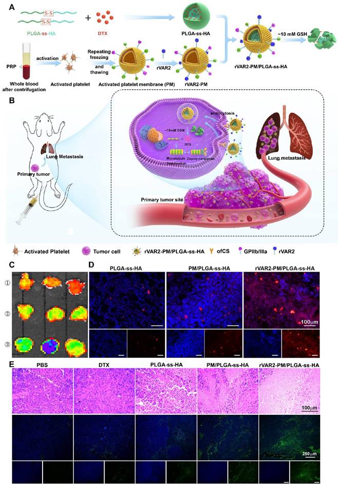 Theranostics Image