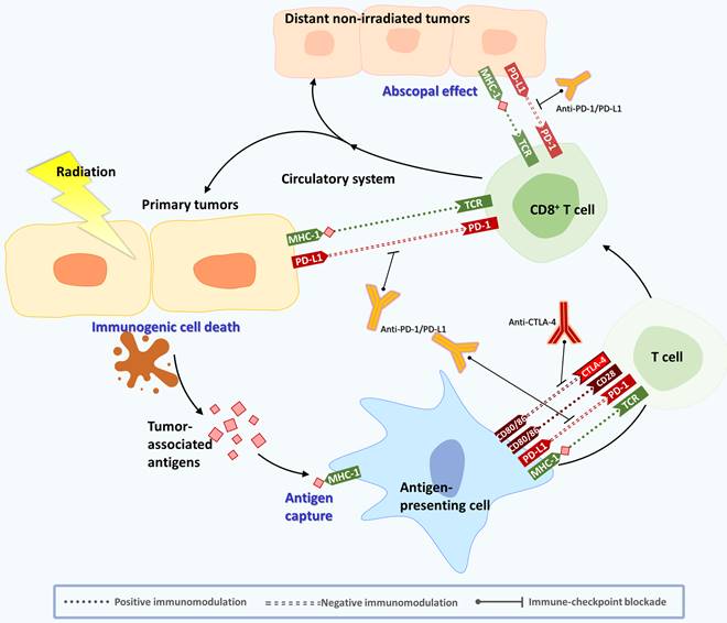 Theranostics Image