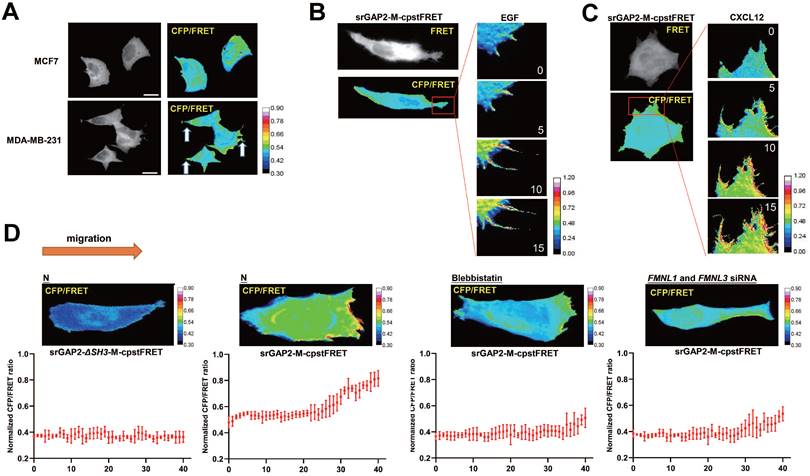 Theranostics Image