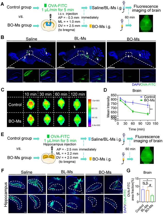 Theranostics Image