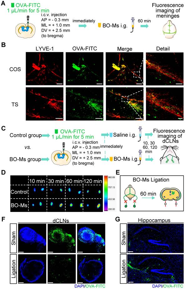 Theranostics Image