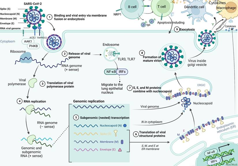 Theranostics Image