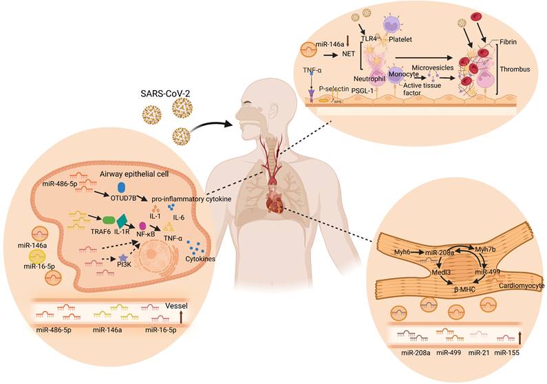 Theranostics Image