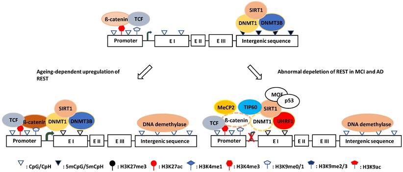 Theranostics Image