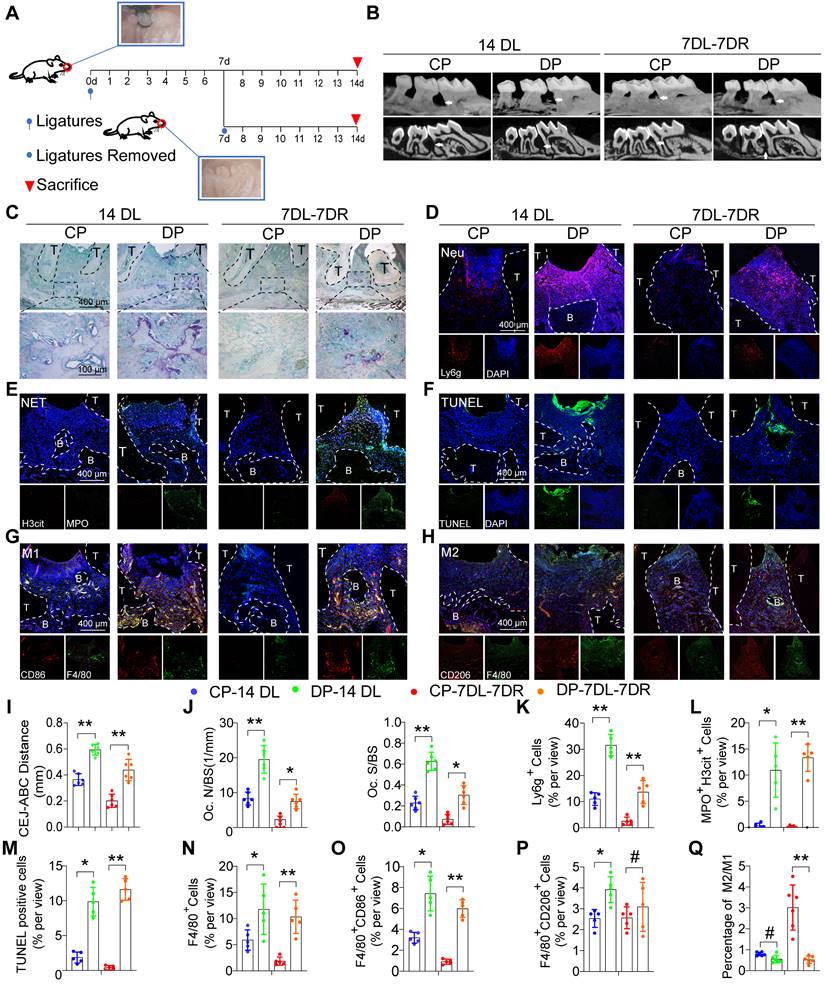 Theranostics Image