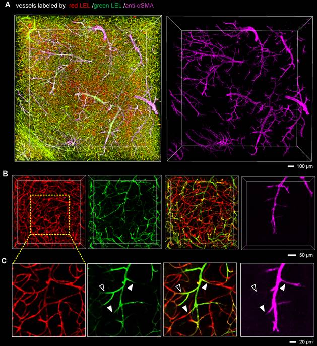 Theranostics Image