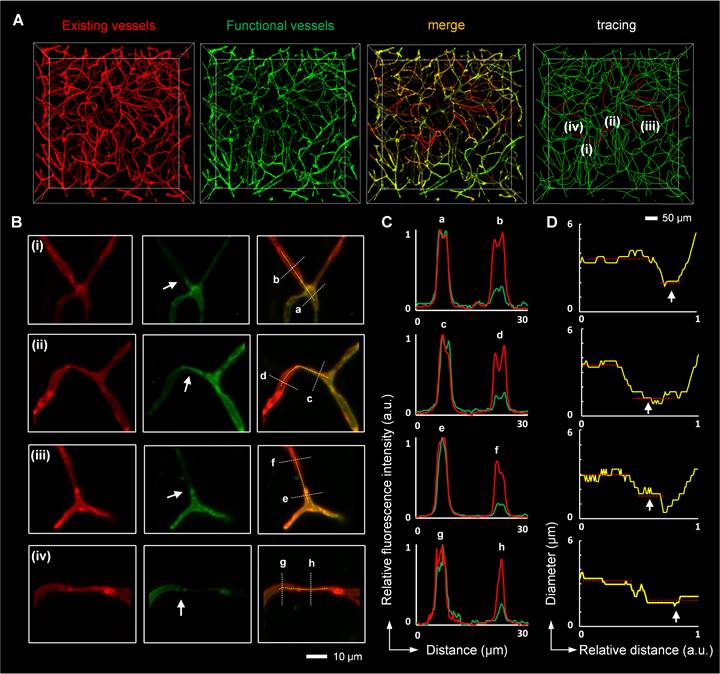 Theranostics Image