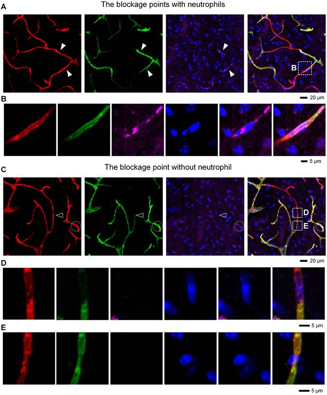 Theranostics Image