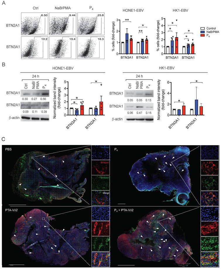 Theranostics Image