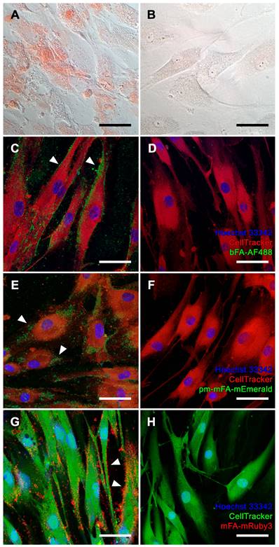 Theranostics Image