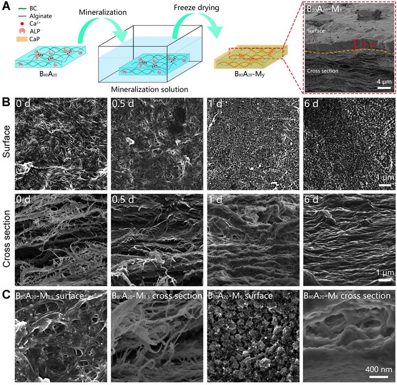 Theranostics Image