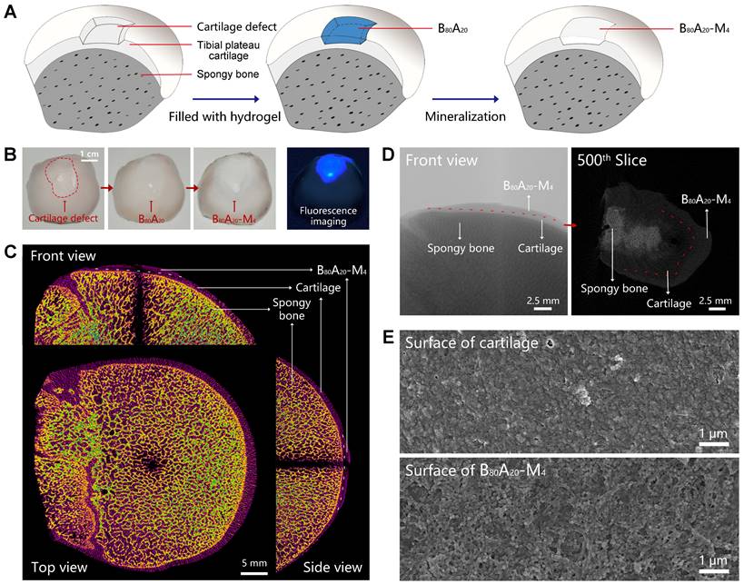 Theranostics Image