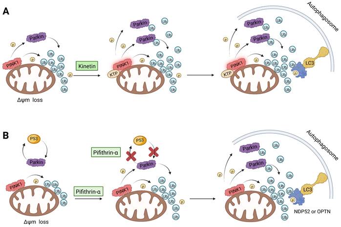 Theranostics Image