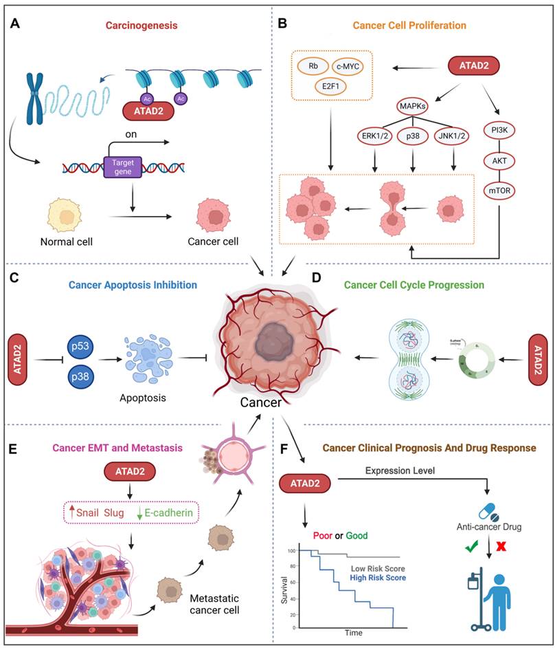 Theranostics Image