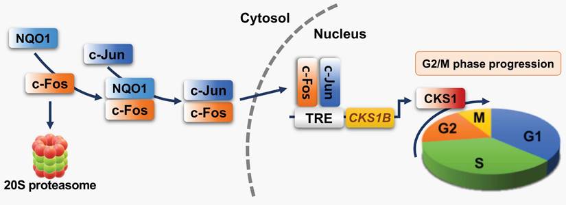 Theranostics Image