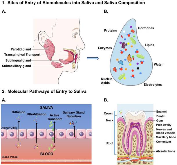 Theranostics Image