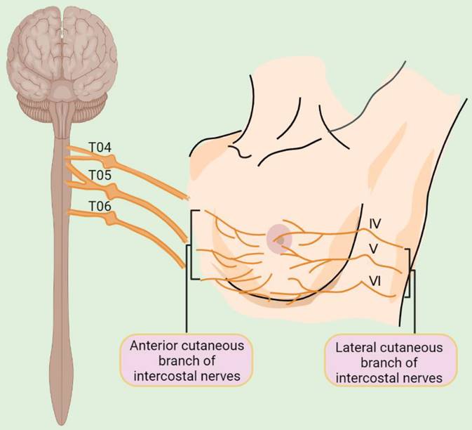 Theranostics Image