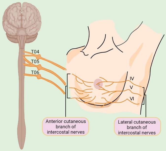 Exploring neurotransmitters and their receptors for breast cancer prevention and treatment