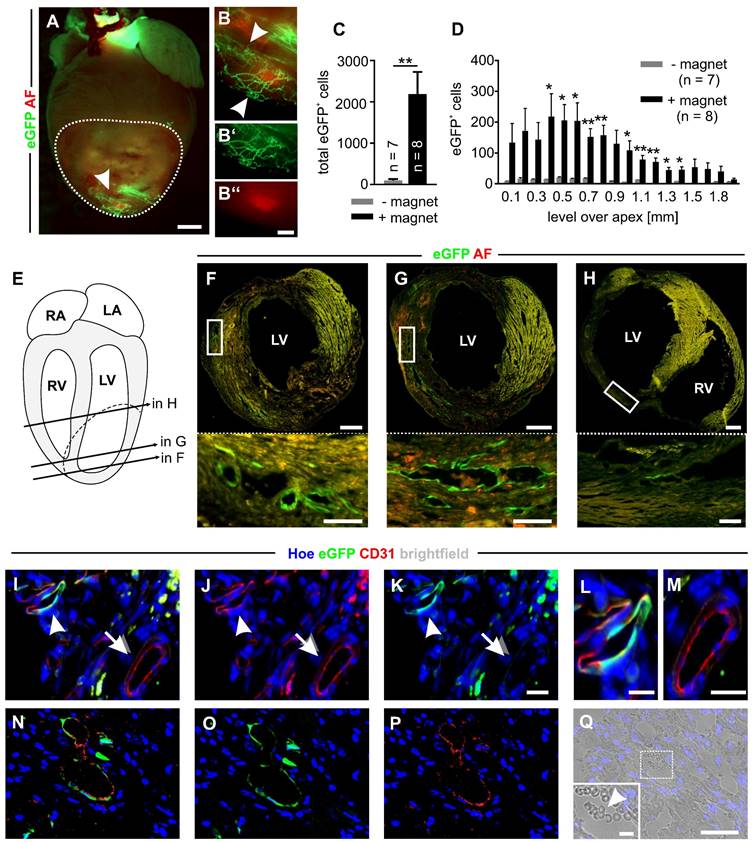 Theranostics Image